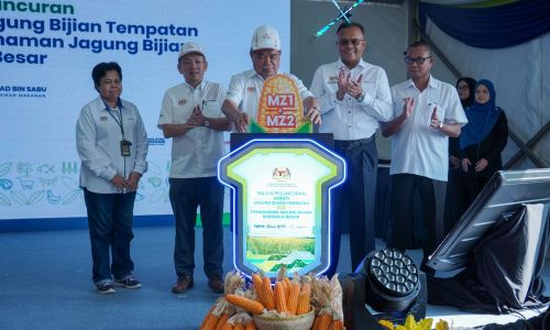 PELUNCURAN VARIETI JAGUNG BIJIAN TEMPATAN DAN PENANAMAN JAGUNG BIJIAN BERSKALA BESAR: LANGKAH STRATEGIK KURANGKAN KEBERGANTUNGAN IMPORT