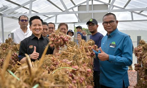 LAWATAN TIMBALAN MENTERI PERTANIAN DAN KETERJAMINAN MAKANAN KE PLOT PENGELUARAN BENIH BAWANG MERAH MARDI DI KUNDASANG, SABAH