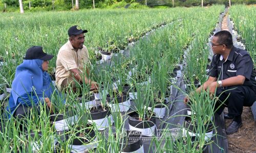 LAWATAN KERJA KETUA PENGARAH MARDI KE PLOT PENGELUARAN BENIH BAWANG MERAH DI KELANTAN BERSAMA USAHAWAN BIMBINGAN MARDI
